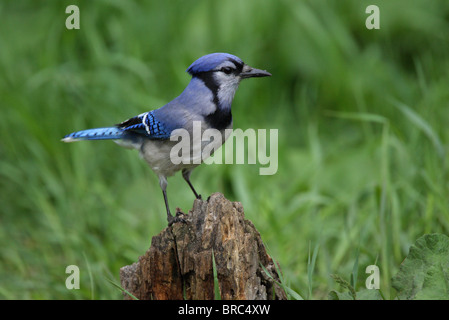 Blue Jay Cyanocitta Cristata in Profil thront auf einem alten Baumstumpf Stockfoto