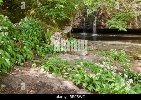 Bärlauch blüht in Deepdale in den Yorkshire Dales National Park, südlich von Dent, Cumbria Stockfoto