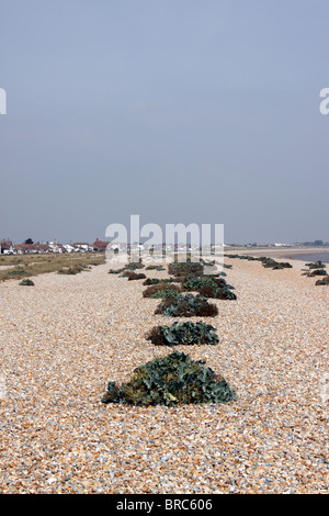 CRAMBE MARITIMA. SEAKALE WACHSEN AUF EINEM OFFENEN STRAND Stockfoto