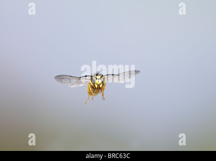 Gemeinsamen Wespe (Vespula Vulgaris) im Flug den Kopf auf Stockfoto