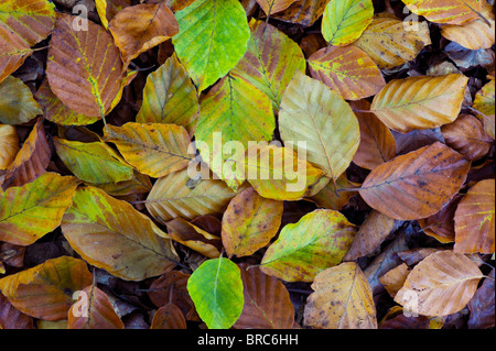 Gefallenen Buche Blätter im Herbst auf einem Waldboden Stockfoto