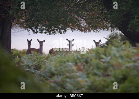 Rothirsch (Cervus Elaphus) Hinds in Nebel Stockfoto