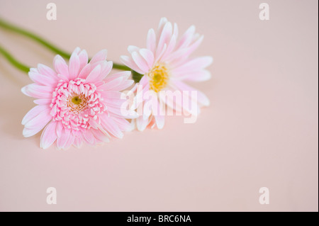 Gerbera daisy Stockfoto