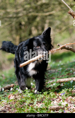 Eine belgische schwarze Collie Kreuz mit einem Stock durch den Wald. Stockfoto