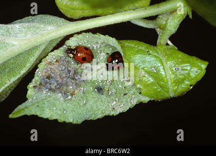 Zweifleckige Marienkäfer (Adalia bipunctata) zwei Farbvariationen, die sich von Rosen-Apfelläusen ernähren (Dysaphis plantaginea) Stockfoto