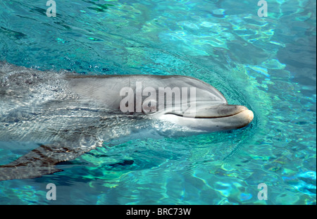 Ein gewöhnlicher großer Dolphin, Delfine, Tursiops trunkatus, The Mirage Hotel, Las Vegas USA Stockfoto