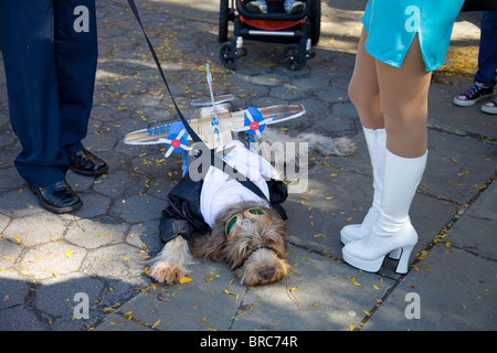 Ein verlassene Hund wartet geduldig in seinem Kostüm, Teil der Halloween-Hund-Parade in New York Stockfoto
