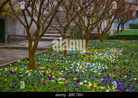 Malerische Stiefmütterchen in der Topkapi-Palast-Gärten-Istanbul Stockfoto