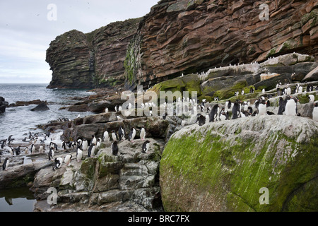 Rockhopper-Pinguin-Kolonie. Neue Insel, Falkland-Inseln, Großbritannien Stockfoto