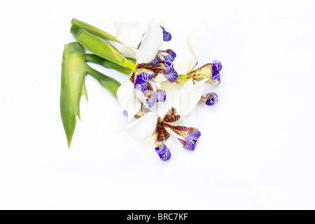 Fuß Iris (Neomarica Gracilis) auf weißem Hintergrund Stockfoto