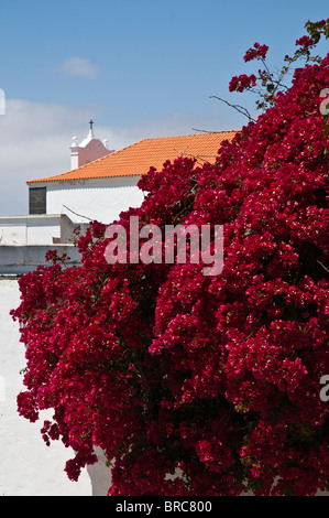 Dh Bougainvillea TEGUISE LANZAROTE Lila blühenden Bougainvillea rot Bush außerhalb Garten Wand Stockfoto