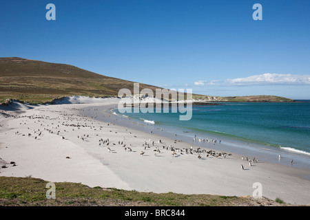 Schöner Strand, an der Südspitze der Karkasse Insel, Gentoo und Magellan-Pinguine kommen und gehen zum Meer, Falklandinseln Stockfoto