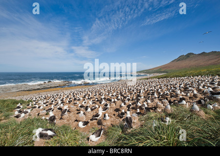 Black-browed Albatross Kolonie. Steeple Jason Island, Falkland-Inseln Stockfoto