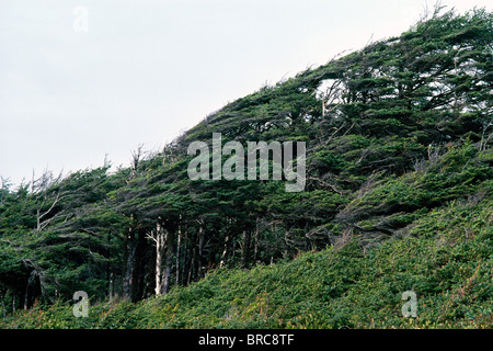 Wind geblasen Ufer Kiefern (Pinus Contorta) wachsen entlang der pazifischen Westküste von Vancouver Island, BC, British Columbia, Kanada Stockfoto