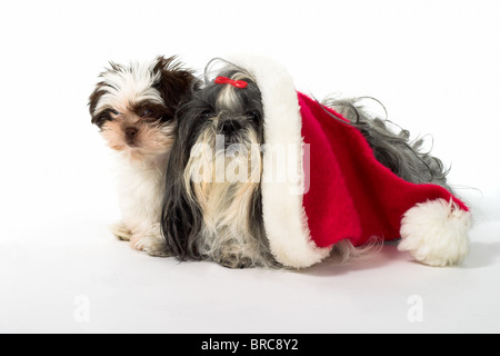 Süße Shih Tzu Hunde, man trägt eine Weihnachtsmütze. Jährige Hündin und einen 3 Monate alten Welpen. Stockfoto