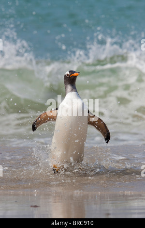 Gentoo Penguin an Land, nach der Futtersuche auf See kommen. Sie ernähren sich von Fischen und Krustentieren. Neue Insel, Falkland-Inseln Stockfoto