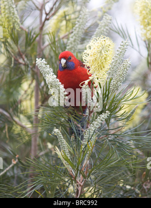 Pennantsittich (Platycercus Elegans), Fütterung auf Grevillea, NSW, Australien Stockfoto