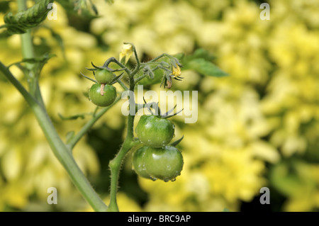 Grüne Cherry-Tomate am Rebstock. Stockfoto