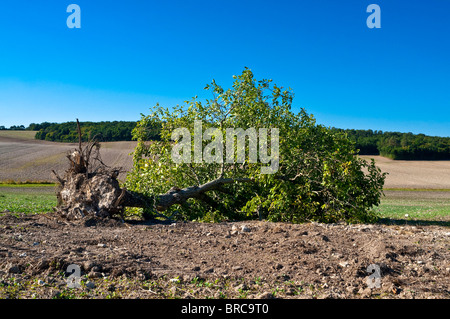 Entwurzelte / gefällten Walnussbaum in der Mitte des Farmland - Frankreich. Stockfoto