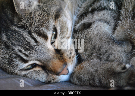 Schläfrige Erwachsene Katze zusammengerollt, hautnah auf Gesicht und Pfoten Stockfoto