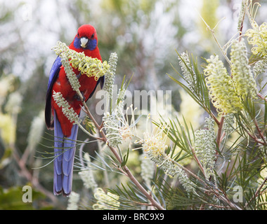 Pennantsittich (Platycercus Elegans), Fütterung auf Grevillea, NSW, Australien Stockfoto