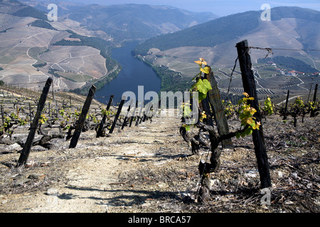 Port Wein Weinberge, kultiviert auf Terrassen entlang Fluss Douro im Norden Portugals Stockfoto