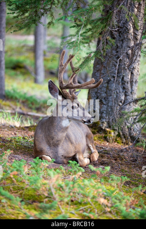 Ein acht-Punkte-Buck, White-Tail Hirsch mit samt noch auf seinem Blatt. Gefunden Sie im weltweit renommierten Banff National Park ausruhen. Stockfoto