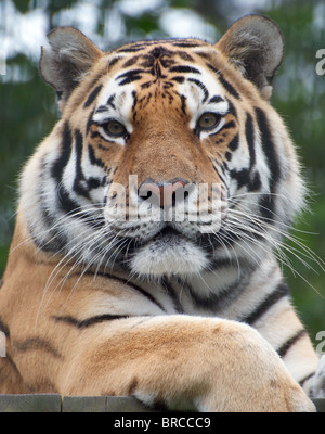 Männliche (Sibirien) Amur-Tiger, die Blickrichtung der Kamera Stockfoto