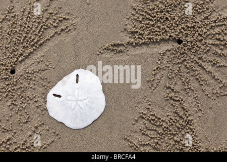 Sand Dollar, oder Meer Keks und Ghost Krabben Höhlen am Strand von Tuaran, Sabah, Borneo Stockfoto