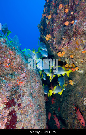 Schule der Schnapper, Cocos Island, Ost-Pazifik Stockfoto