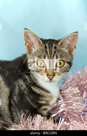 England, UK. Süße kleine Mackerel Tabby Kitten (Felis catus) spielen mit rosa Weihnachten Lametta Stockfoto