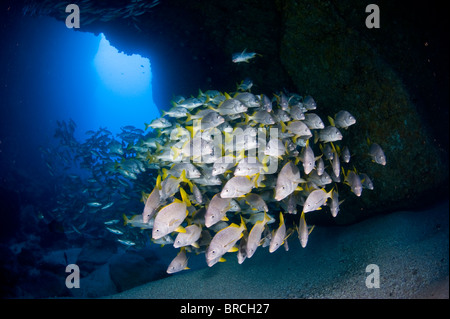 Schule von Schulmeister Schnapper, Cocos Island, East Pacific Ocean Stockfoto