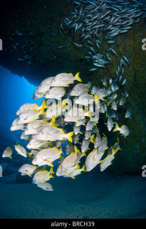 Schule von Schulmeister Schnapper, Cocos Island, East Pacific Ocean Stockfoto