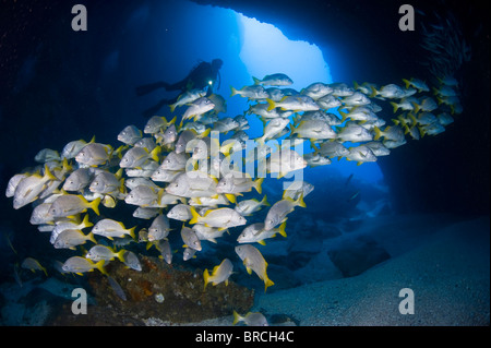 Schule von Schulmeister Schnapper, Cocos Island, East Pacific Ocean Stockfoto