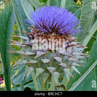 Karde, Distel Artischocke (Cynara Cardunculus) - Asteraceae Stockfoto