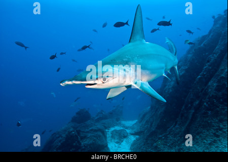 Bogenstirn-Hammerhai, Sphyrna lewinii, Cocos Island, Costa Rica, Ost-Pazifik Stockfoto