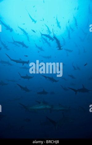 Schule der Bogenstirn-Hammerhai Haifische, Sphyrna lewinii, Cocos Island, Costa Rica, Ost-Pazifik Stockfoto