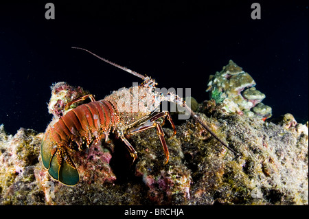 Langusten, Panulirus Argus, Cocos Island, Costa Rica, Ost-Pazifik Stockfoto