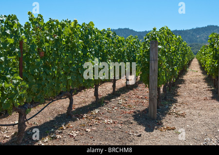 Blick auf die Weinberge von der Robert Mondavi Winery, Napa Valley, Kalifornien, USA Stockfoto