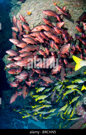 Schule der Schnapper, Cocos Island, Ost-Pazifik Stockfoto