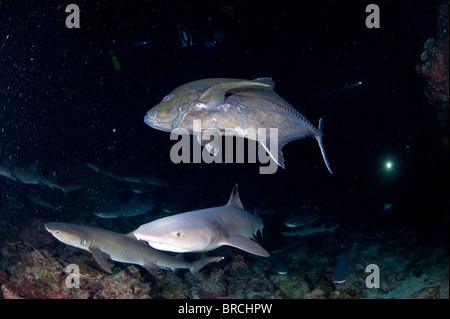 Giant Trevally und Weißspitzen Riff Hai Jagd in der Nacht, Meinhard, Cocos Island, Costa Rica, Pazifik Stockfoto