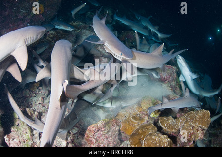 Weißspitzen-Riffhaie, Triaenodon Obesus, jagen in der Nacht, Kokosinseln, Pazifik Stockfoto