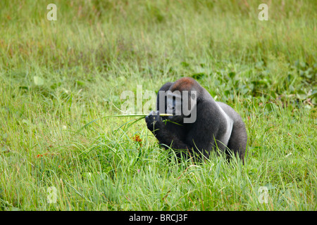 Westlicher Flachlandgorilla, Mbeli Bai, Nouabale-Ndoki-Nationalpark, Republik Kongo, Afrika Stockfoto