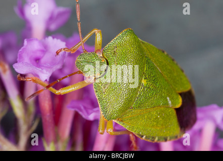 Gemeinsamen Green Shield Bug, Palomena Prasina, Erwachsene im Garten am Sommerflieder; Dorset. Stockfoto