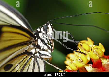 Eine weiße Baumnymphe Schmetterling Fütterung auf eine gelbe Blume Stockfoto