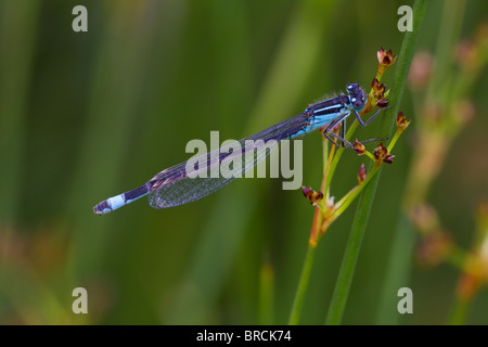 Männliche blau-tailed Damselfly, Ischnura Elegans, ruht auf Sharp-geblümten Rush, Juncus acutiflorus Stockfoto