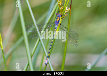 Emerald Damselfly, Lestes sponsa Stockfoto