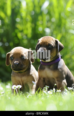 Rhodesian Ridgeback (Canis Lupus Familiaris). Zwei Welpen sitzen im Rasen. Stockfoto