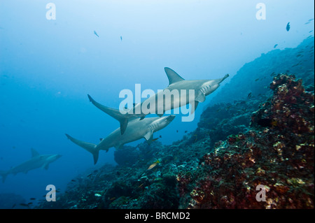 Bogenstirn-Hammerhai, Sphyrna lewinii, Cocos Island, Costa Rica, Ost-Pazifik Stockfoto