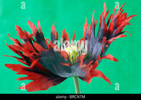 Rote und schwarze Mohnblume (Papaver Somniferum) auf grünem Hintergrund Stockfoto